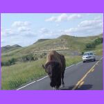 Buffalo In Road 3.jpg